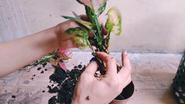 Normal propagation ruyi halo halo aglaonemas смотреть онлайн