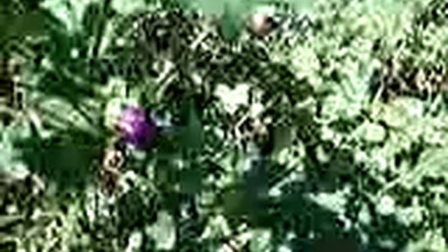 Malva-sylvestris_MAUVE_Ethnoplants смотреть онлайн