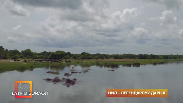 ЛЕГЕНДАРЛУУ НИЛ смотреть онлайн