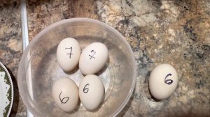 Инкубация яиц Индоутки! Часть2 овоскопирование!