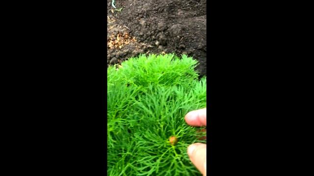 Зацвел мой пиончик.#пион тонколистный# расцвел пион #впервые зацвел пион смотреть онлайн