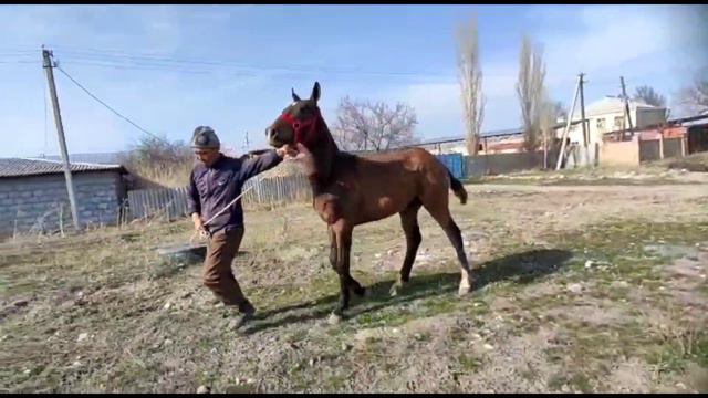 Тай сатылат тел+996 755 175 565/дареги Бишкек баасы 120 мин смотреть онлайн