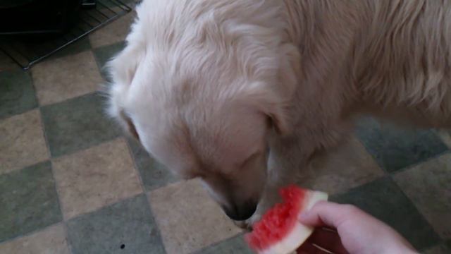 Золотистый ретривер ест арбуз