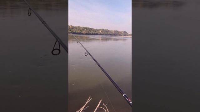 Полный ролик на канале: ЛОВИМ НА ОБИ ЩУК мамки плещутся там где не достать, спиннинг на реке смотреть онлайн