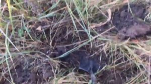 НАШЕЛ ДОМ ТРАКТОРИСТА В ЛЕСУ! КОП МЕТАЛЛА 2019.