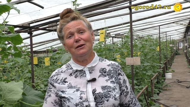 Реально заставить огурцы плодоносить потоком. Советы агронома смотреть онлайн