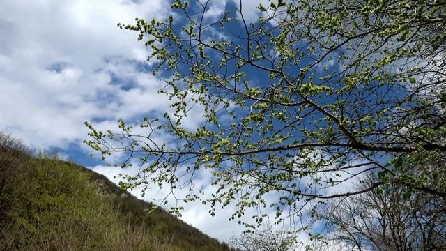 Железноводск город цветов смотреть онлайн