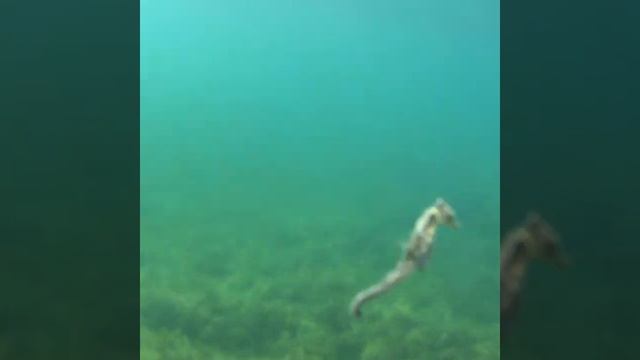 Морской Конек и прекрасное Чёрное море (полуостров Крым) Sea Horse and the depths of the sea смотреть онлайн