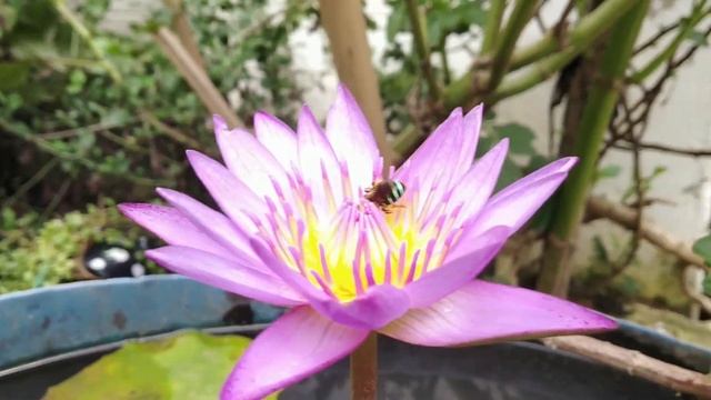 Honey Bee Collecting Nectar from Lotus I Amazing Nature I смотреть онлайн