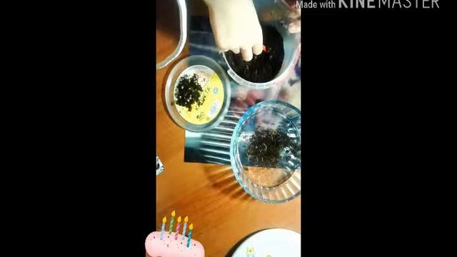 Вылупились улитята? УБИРАЮ СЛОЙ ГРУНТА! Оставила всю кладку!?