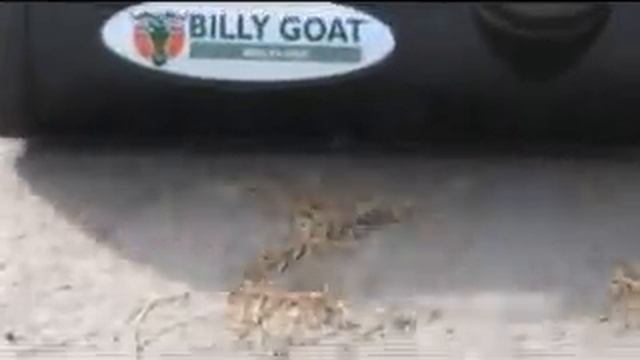 Billygoat Mv Us