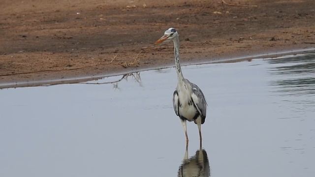 Grey Heron (Ardea cinerea) Bird Call & Video | Kruger Park Bird Species | Stories Of The Kruger смотреть онлайн