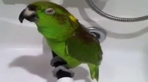 Попугай поет  Птица счастья ))