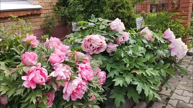 Японские сорта пионов . Владивосток смотреть онлайн