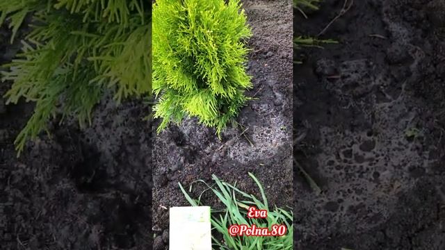 ПОСАДКА ХВОЙНЫХ ЛЕТОМ! СМОТРИТЕ- ЭТО ВАЖНО ЗНАТЬ?? смотреть онлайн