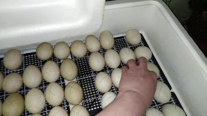 Инкубация индоутиного яйца. Первые сутки.