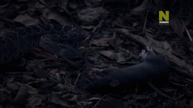 Самые ядовитые животные мира: Пустыни и океаны смотреть онлайн