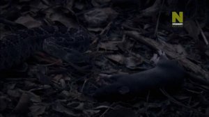 Самые ядовитые животные мира: Пустыни и океаны