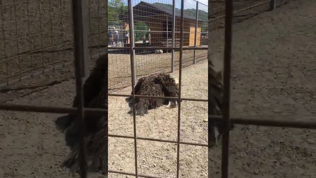 ЗООПАРК #нальчик #Нальчик смотреть онлайн