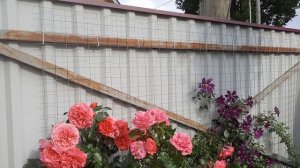 Плетистая роза PARADE (по-русски ее называют ПАРАД), первая волна ветения, 4 июля 2023 года.