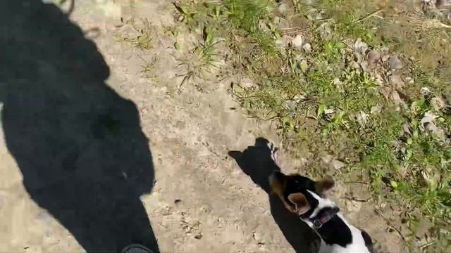 ?мой день с моей собакой || джек рассел терьер || дрессировка,прогулки,еда? смотреть онлайн