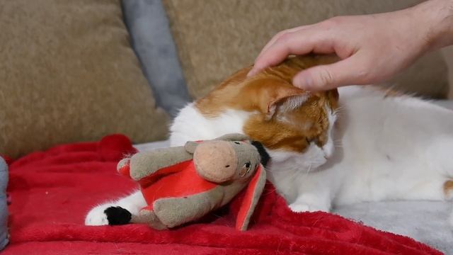 Сухой корм для кошек и собак || Как выбрать хороший корм #коты #кошка #собака #собаки смотреть онлайн
