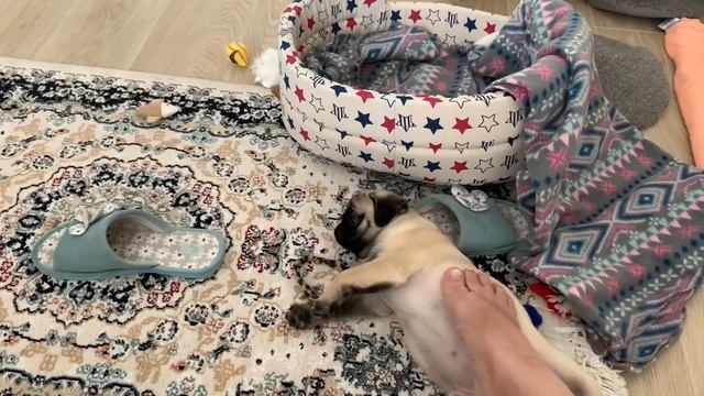 МОПС ТЕДДИ не ТАК и ПЛОХ! ВЫВОЖУ БЛОХ и ГЛИСТОВ!