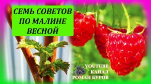 Семь советов по выращиванию малины весной на даче! Малина весной уход и выращивание на даче!