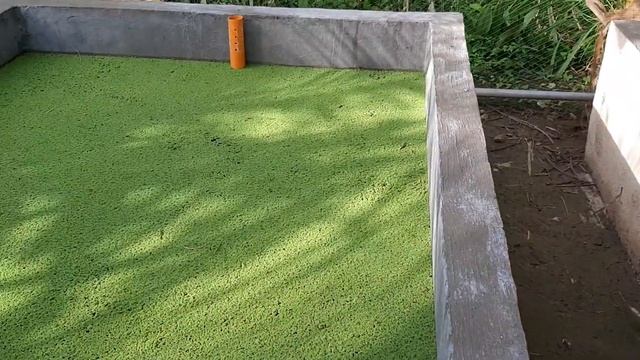 azolla on agrifarm смотреть онлайн