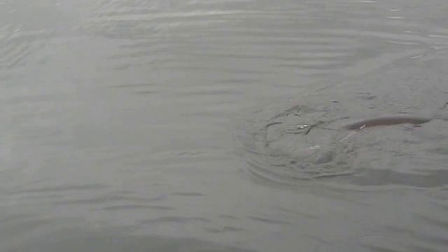 Богучанское водохранилище 2017. На рыбалку. смотреть онлайн