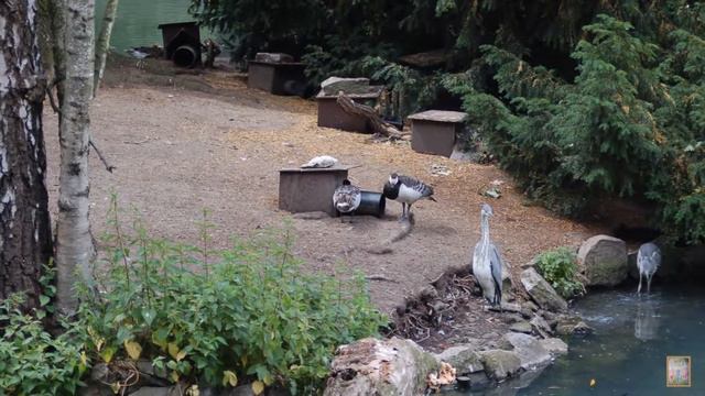 Зоо Берлин смотреть онлайн