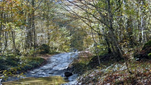 у поселка Планческая Щель - лес и горы Западного Кавказа смотреть онлайн