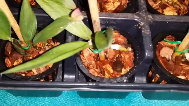 Little cattleya update смотреть онлайн