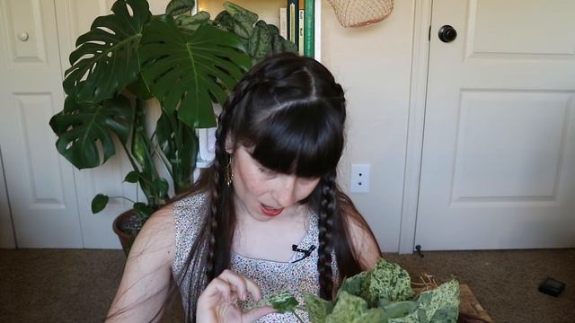HOUSEPLANT UNBOXING! | Root Green Haus смотреть онлайн