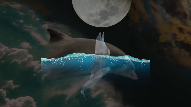 Dolphin Song