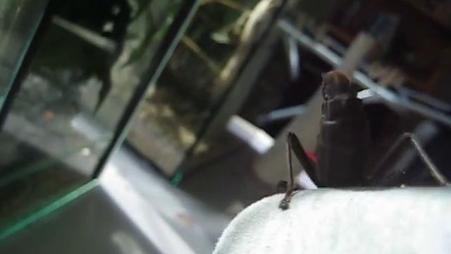 My Newest Pet, Peruphasma Schultei! :D