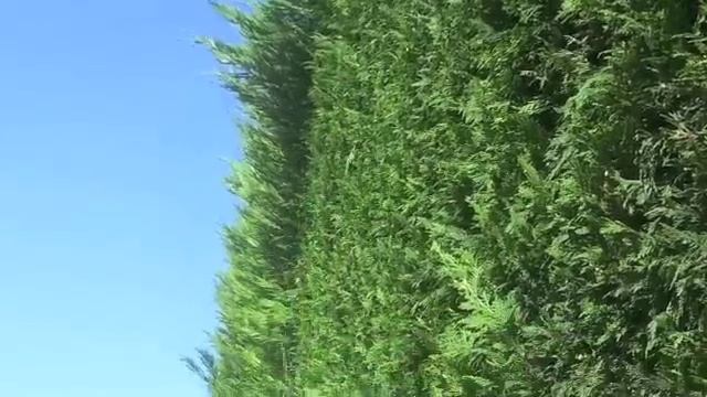 potatura cupressocyparis смотреть онлайн