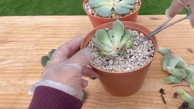 Propagate Echeveria Succulents || Succulent garden || Nhân Giống Sen Đá смотреть онлайн
