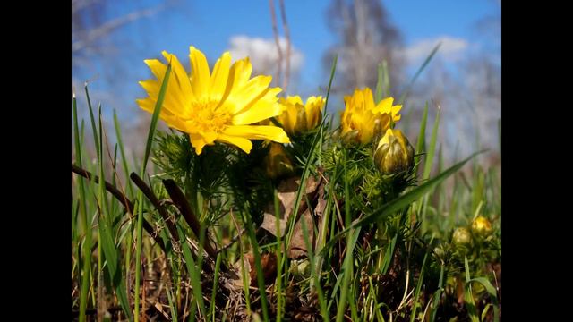 Не рвите первоцветы!