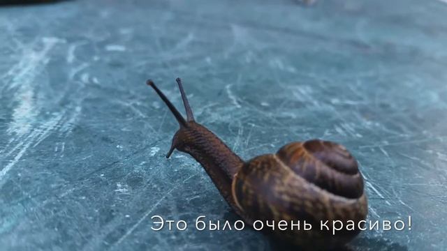 !!!ШОК!!! УЛИТКА В ДОМЕ!!! СМОТРЕТЬ ОБЯЗАТЕЛЬНО! смотреть онлайн