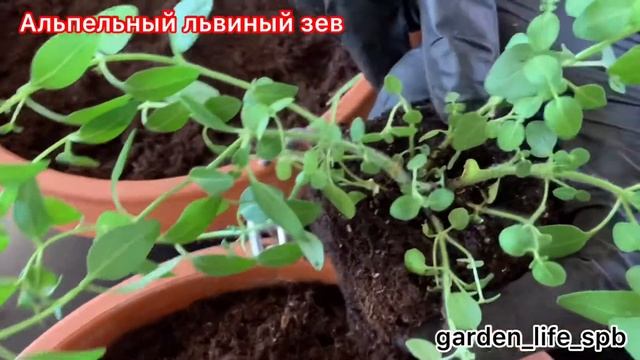 Ампельный львиный зев, высадка с постоянный горшок смотреть онлайн