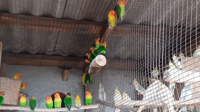 Попугаи фишера.