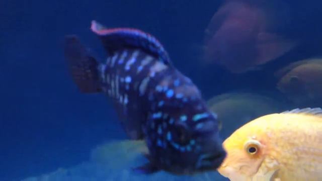 Jack Dempsey смотреть онлайн