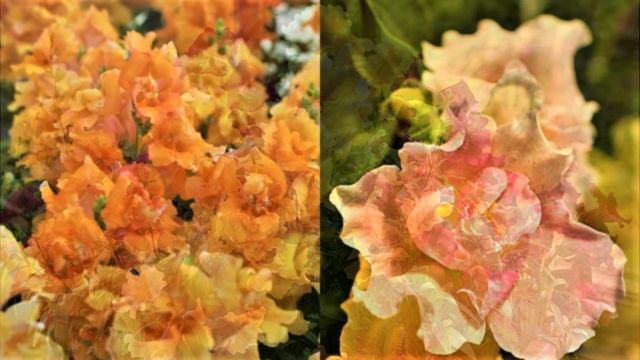 Очень неприхотливый красивый цветок. Цветет все лето до морозов