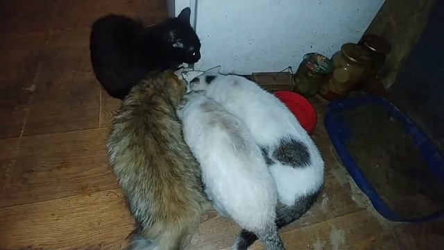 Доедают старую кашу. Варю новую