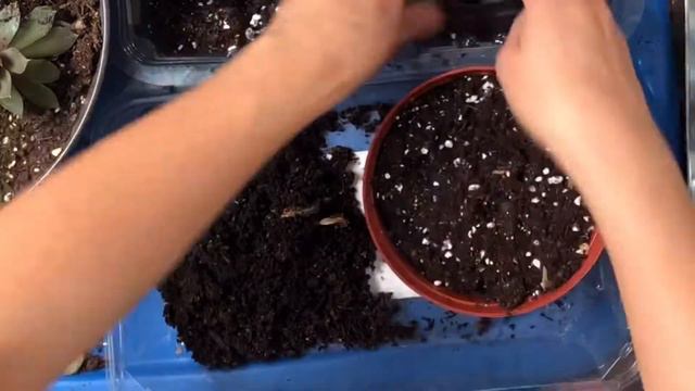 How I Repot my Echeverias? | Super Fun & Easy 😃 смотреть онлайн