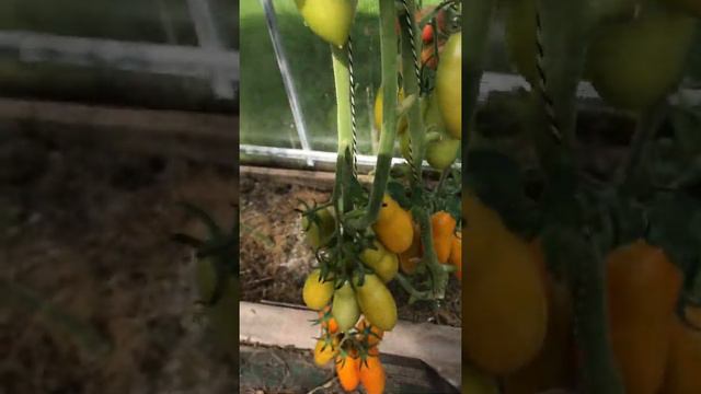 Сорт томата «Палмира « смотреть онлайн