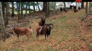 Эдуард Бендерский. Горная охота. Иран