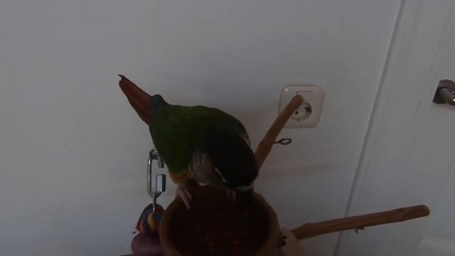 JAVA TREE Parrot PlayStand - Product Review смотреть онлайн