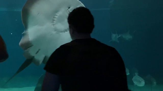Всем привет ребята сегодня мы поехали в океанариум!🐬 смотреть онлайн